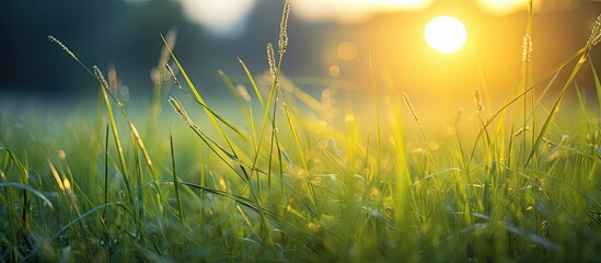 Poster - Sunrise illuminates the grass in the morning, capturing a serene nature concept with a copy space image.