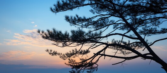 Fototapete - Silhouetted pine branches create a striking contrast against the vast expanse of the sky, offering a serene and picturesque scene with copy space image.