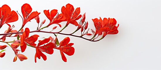 Poster - A stunning red Delonix regia flower stands out against a plain white backdrop in a copy space image.