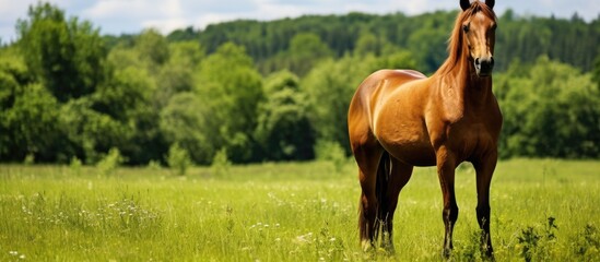 Poster - A large brown horse stands in the lush green grassy field, with ample copy space image.