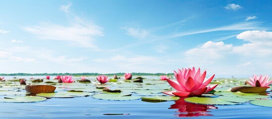 Poster - Red lotus, scientifically known as Nymphaea lotus, floating elegantly on the tranquil pond with a clear blue sky, creating a picturesque scene with copy space image.
