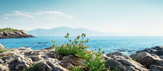 Poster - A delightful plant thrives near the rocky shore with a stunning view of the coastline, a perfect setting for a copy space image.