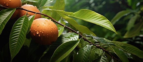 Leinwandbilder - Close-up image of brown sapota fruit surrounded by green leaves with copy space image.