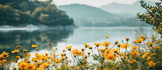 Poster - Selective focus on yellow mountain flowers by the lake with ample copy space image.