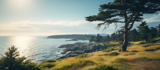 Pine needles in the forefront of a scenic landscape with an aqua blue ocean and cloudy sky in the background. . with copy space image. Place for adding text or design