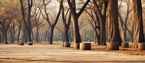 Poster - Park with dry tree trunks providing a picturesque copy space image.