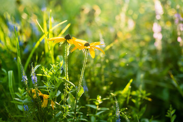 Bright yellow flowers of rudbeckia, commonly known as coneflowers or black eyed susans, in a sunny summer garden. Rudbeckia fulgida or perennial coneflower blossoming outdoors.