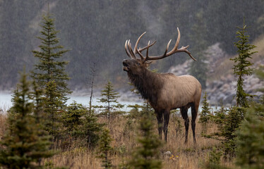 Wall Mural - Bull elk during the rut in the Rocky Mountains