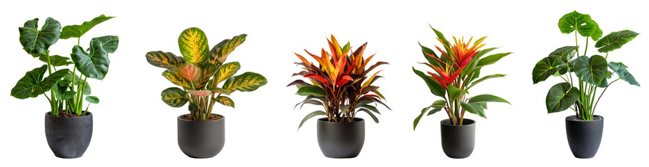 Poster - House plants collection, alocasia monstera, Guzmania red with green and prayer plant with black potted isolated on transparent or white background