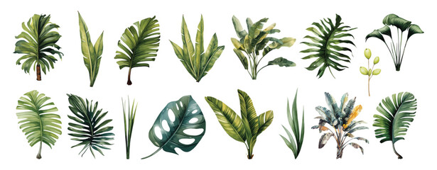 Watercolor set with palm trees and leaves floral plants elements