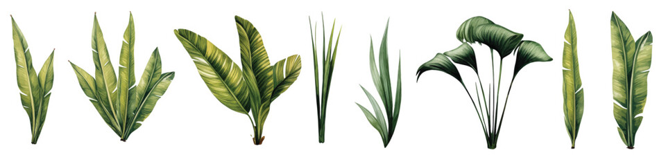 Watercolor set with palm trees and leaves floral plants elements