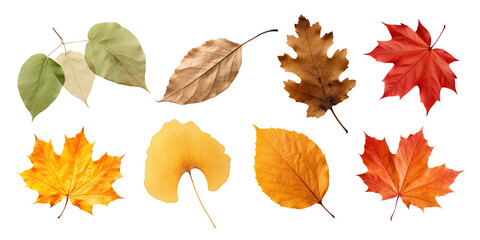 autumn leaves set