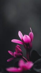 Sticker - purple flowers in a black and white photo with a dark background