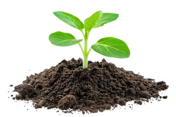 young seedling in soil isolated on white or transparent png