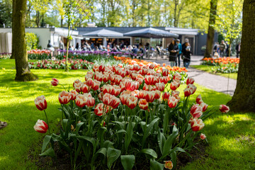 Lovely forest enlightened by sunlight in largest flower garden of the world Keukenhof with vibrant tulip flowers in yellow and pink