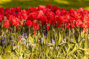 Lovely forest enlightened by sunlight in largest flower garden of the world Keukenhof with vibrant tulip flowers in yellow and pink