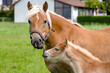 © Brinja - a pretty young Haflinger foal with its mother