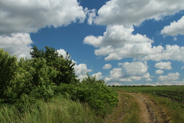 Wall Mural - A dirt road through a forest