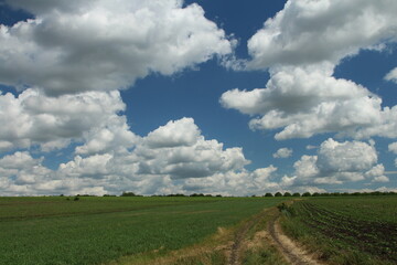 Wall Mural - A field of green grass