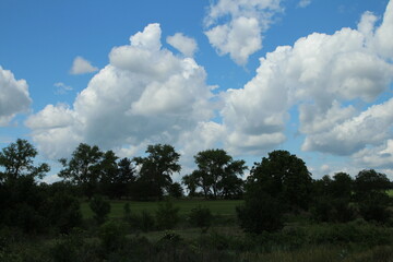 Wall Mural - A grassy field with trees and blue sky with clouds