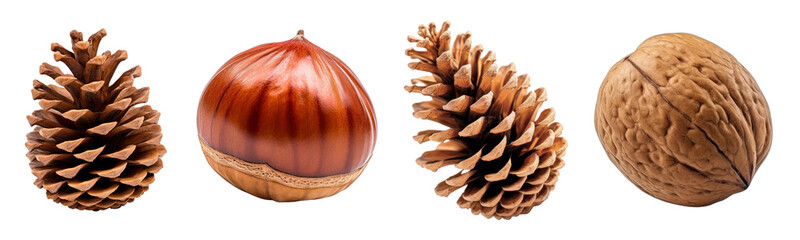 Wall Mural - Pine cone, Walnut, Acorn png cut out element set