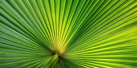 Closeup view of a palm tree leaf with detailed texture and pattern, palm tree, leaf, closeup, texture, pattern, Arecaceae, plant, tropical, green, natural, foliage, background, exotic, botany