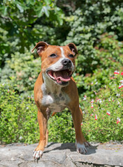 Canvas Print - staffordshire bull terrier