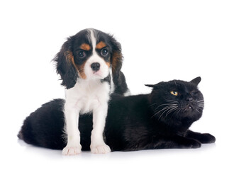 Canvas Print - cavalier king charles and cat