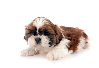 Sticker - puppy Shih Tzu in studio