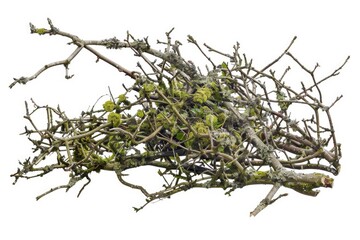 Poster - A bird sits comfortably on the top of a tree branch, surrounded by green leaves and possibly enjoying the view