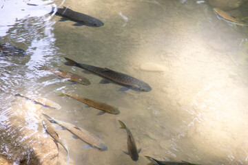 Wall Mural - The fish swims in clear mountain water