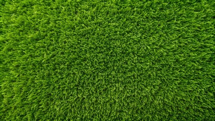 top view grass carpet