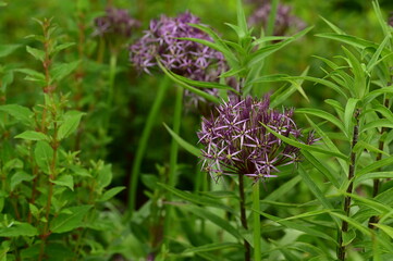 Wall Mural - a purple flower in the middle of a grassy area with plants