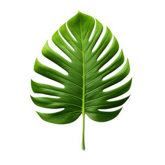 Sticker - green leaf isolated