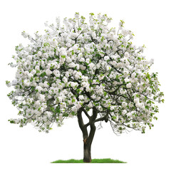 Poster - cherry trees full trunk on white