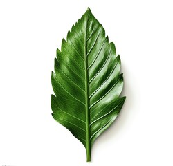 Create a 3D model of a leaf with realistic textures. The leaf should be lit from the left and have a shadow on the right. The leaf should be in focus and have a white background.