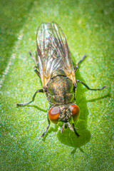 Canvas Print - fly on leaf