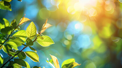 Canvas Print - Sunlight gently blurring against a backdrop of spring's blue sky.