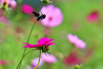 bee flying in the garden