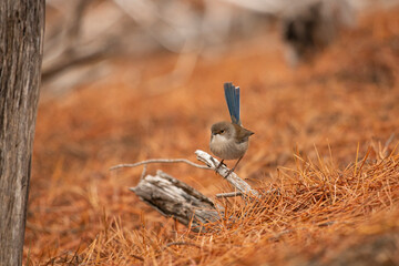 Poster - Tiny blue bird perched on a branch in red grass