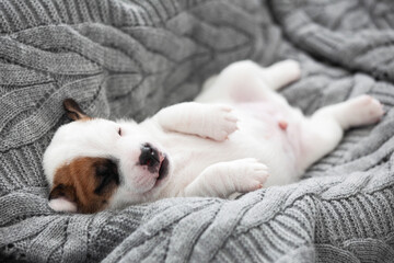 Wall Mural - Newborn Puppy is lying on gray blanket