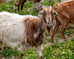 Wall Mural - Mountain Goat in the national park Park Λίμνη Συμπέτρου Kos Island South Aegean Region (Südliche Ägäis) Greece