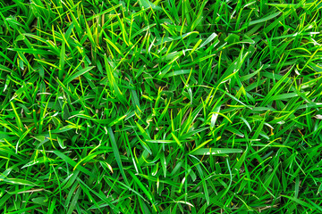 Background image of green carpet of neatly trimmed grass. Beautiful grass texture on bright green mowed lawn, field, grassplot in nature.