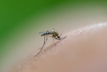 dangerous little nasty insect mosquito bites and drinks blood by sucking on a person's skin in a summer garden