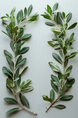 Poster - An artistic arrangement of multiple olive branches forming a circular pattern on a plain background,