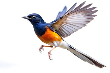white-rumped shama, side view perspective, mid-flight and close-up poses, wildlife bird photography,