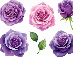 Wall Mural - Set of beautiful purple roses watercolor isolated on white background.  illustration
