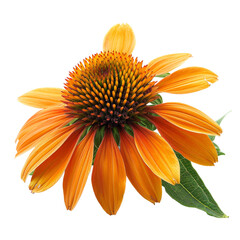 Wall Mural - Orange Echinacea purpurea 'Big Kahuna' coneflower isolated on transparent background, png, cut out.