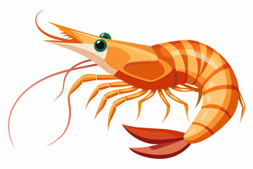 Wall Mural - shrimp vector illustration