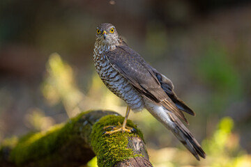 Canvas Print - Krogulec (Accipiter nisus)